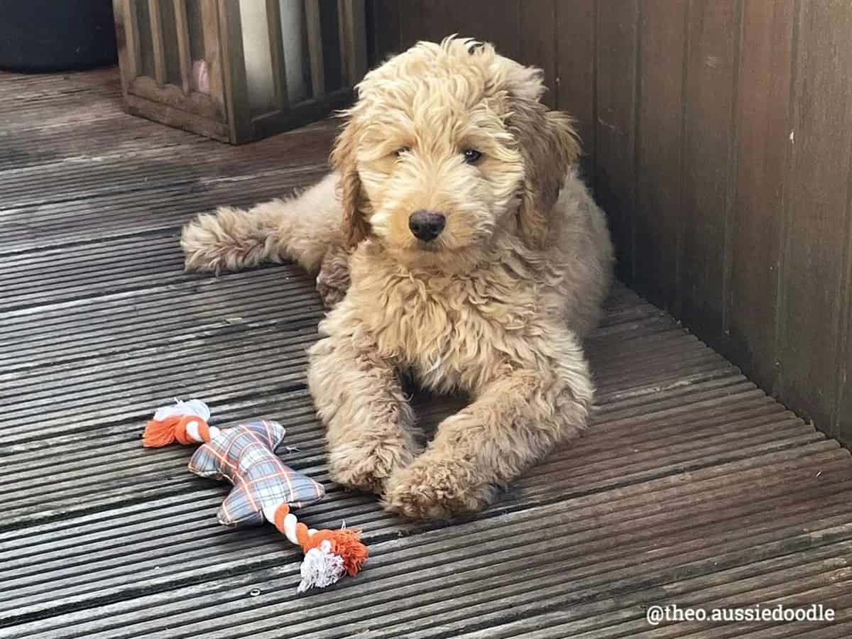 Aussiedoodle puppy with toy