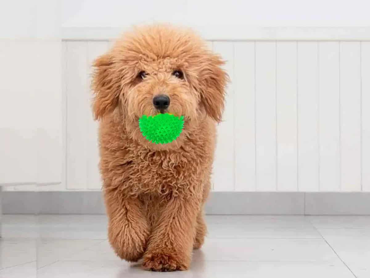 Goldendoodle puppy carrying green ball toy in mouth