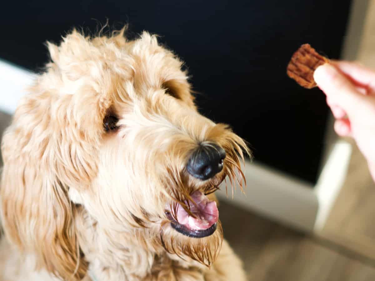 Giving treat to Goldendoodle puppy