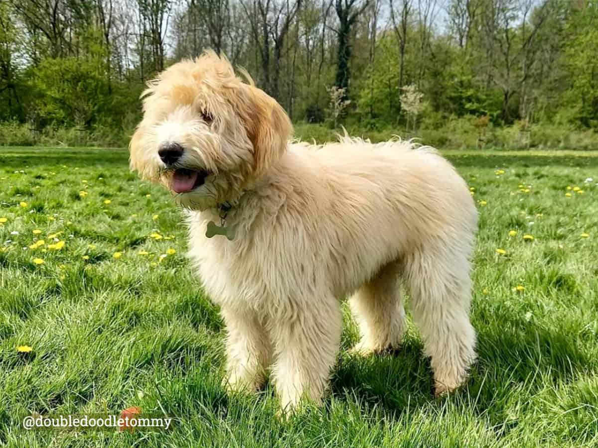 doubledoodle-labradoodle-mixed-with-goldendoodle
