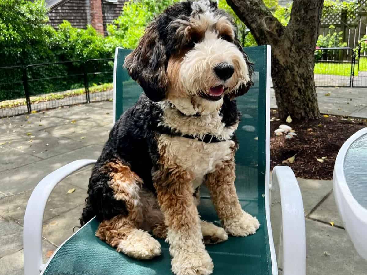 Bernedoodle on Chair