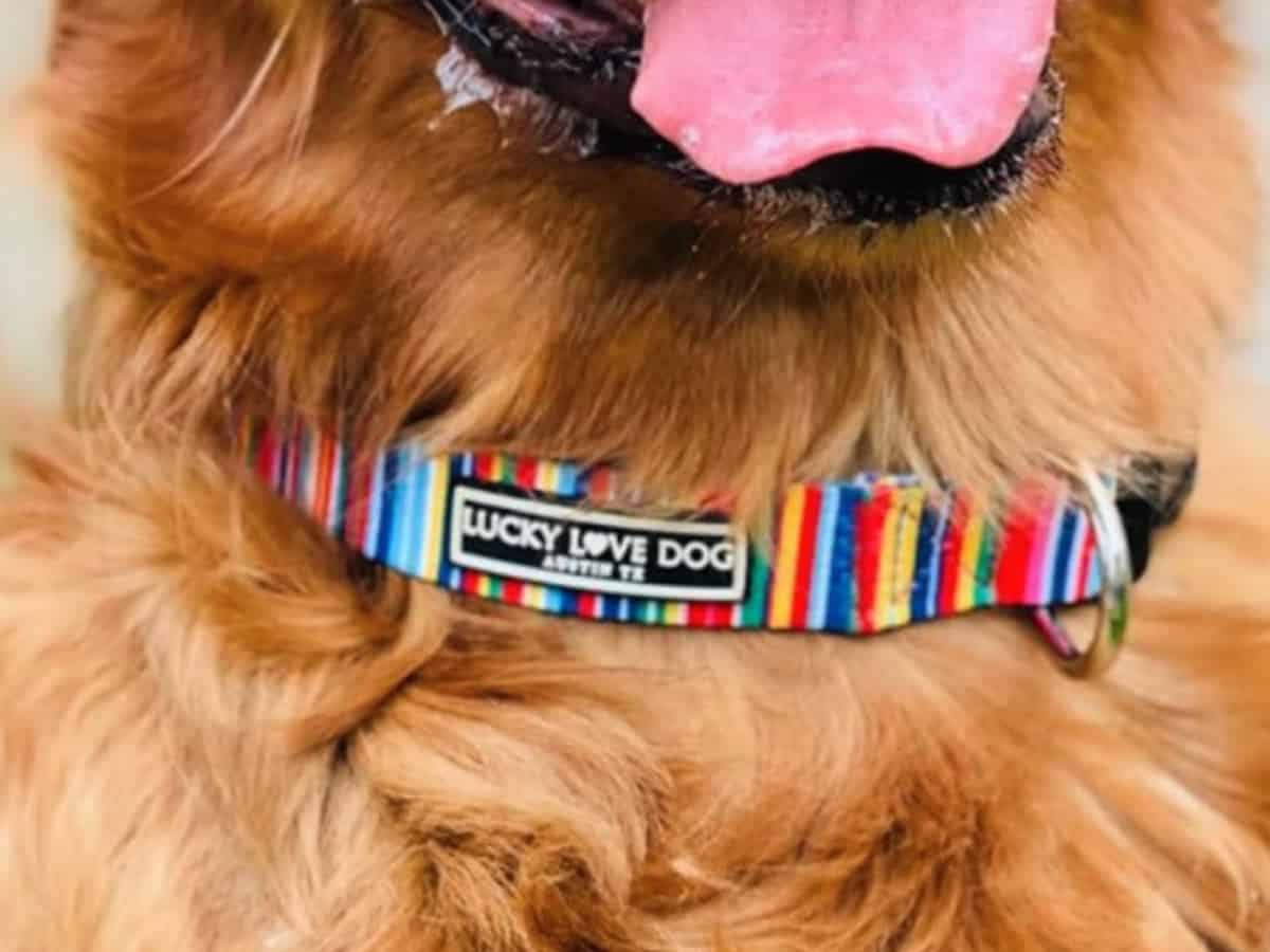 Goldendoodle collars