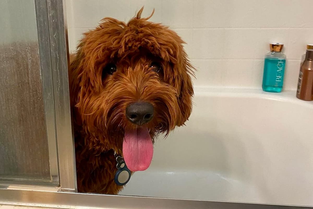 Goldendoodle in bath - thezoomiedood