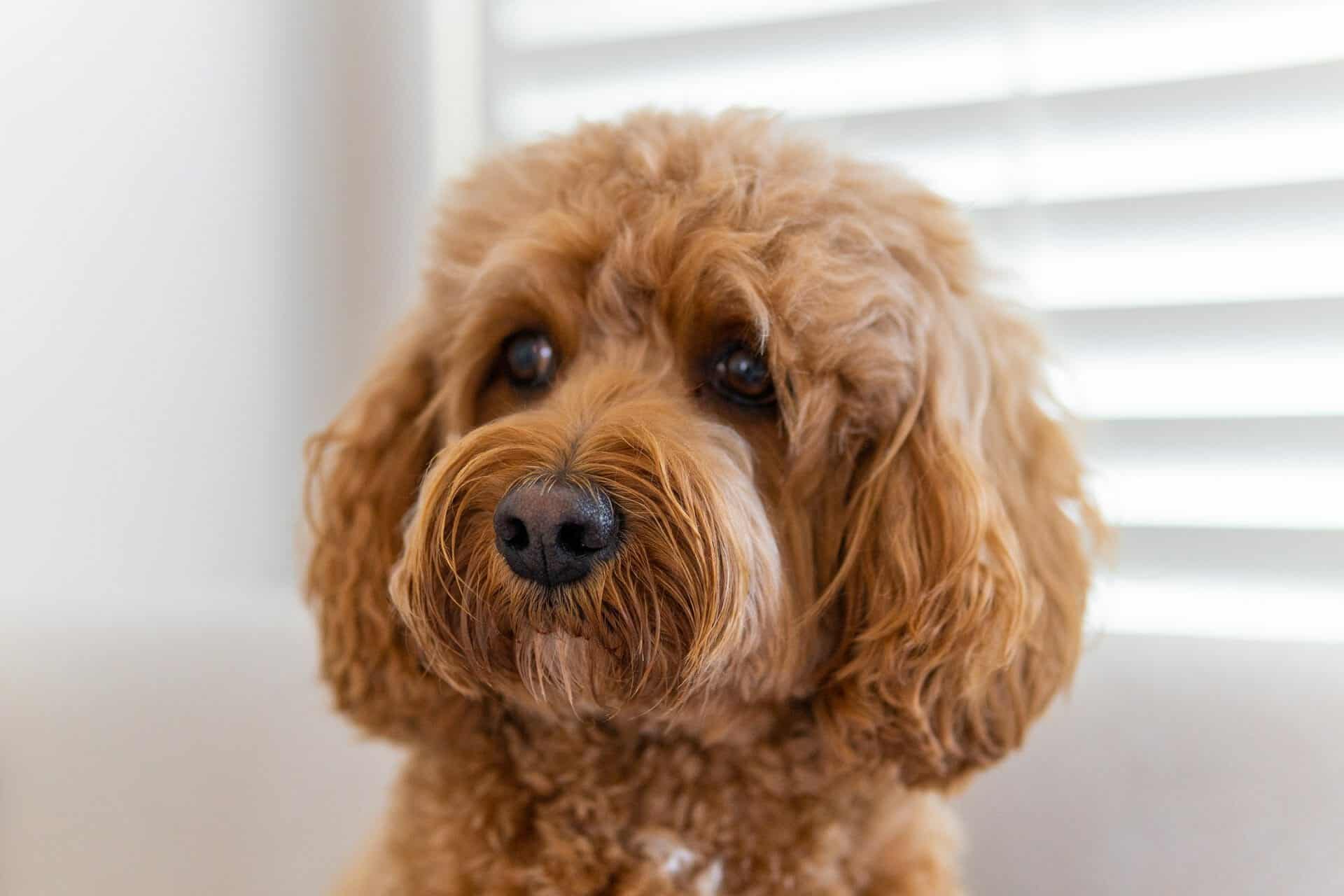 Cavapoo-dog-Cavalier-King-Charles-Spaniel-mixed-with-Poodle-copy