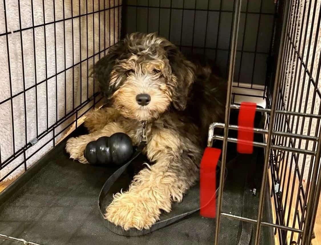 Doodle Dog resting in crate with toy