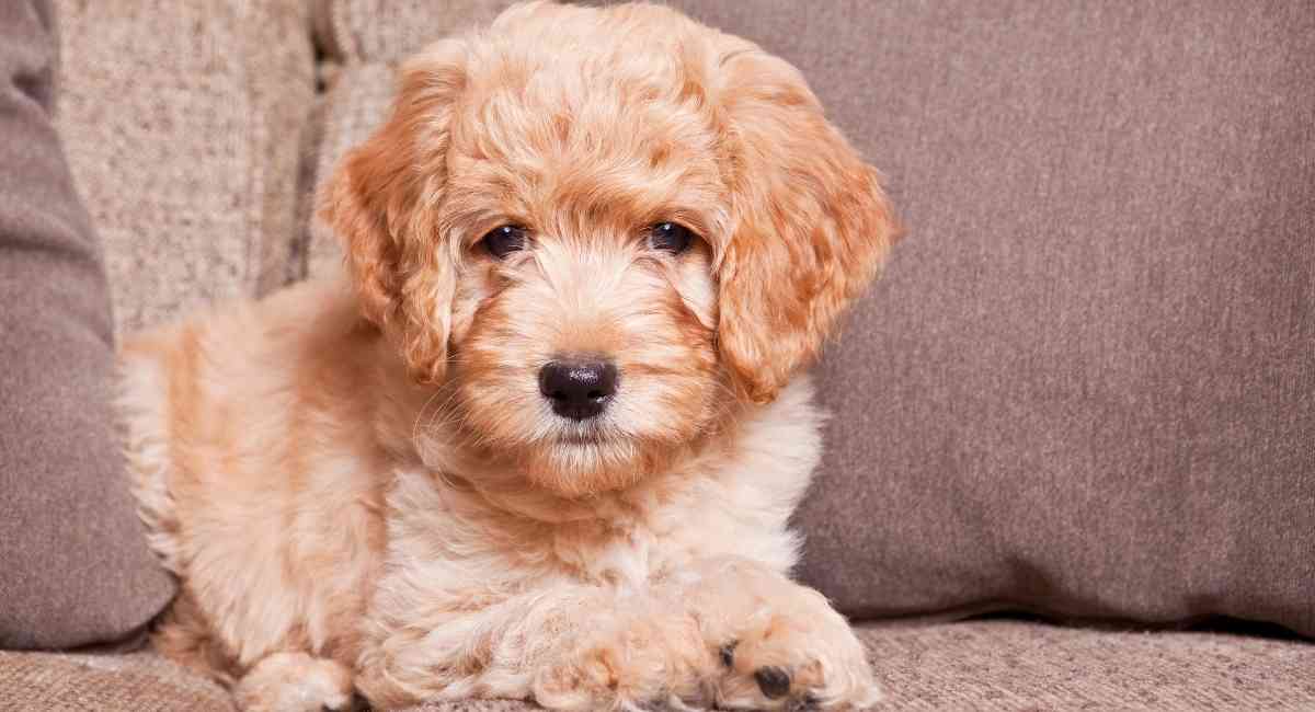 Goldendoodle-Puppy-Laying-on-Couch