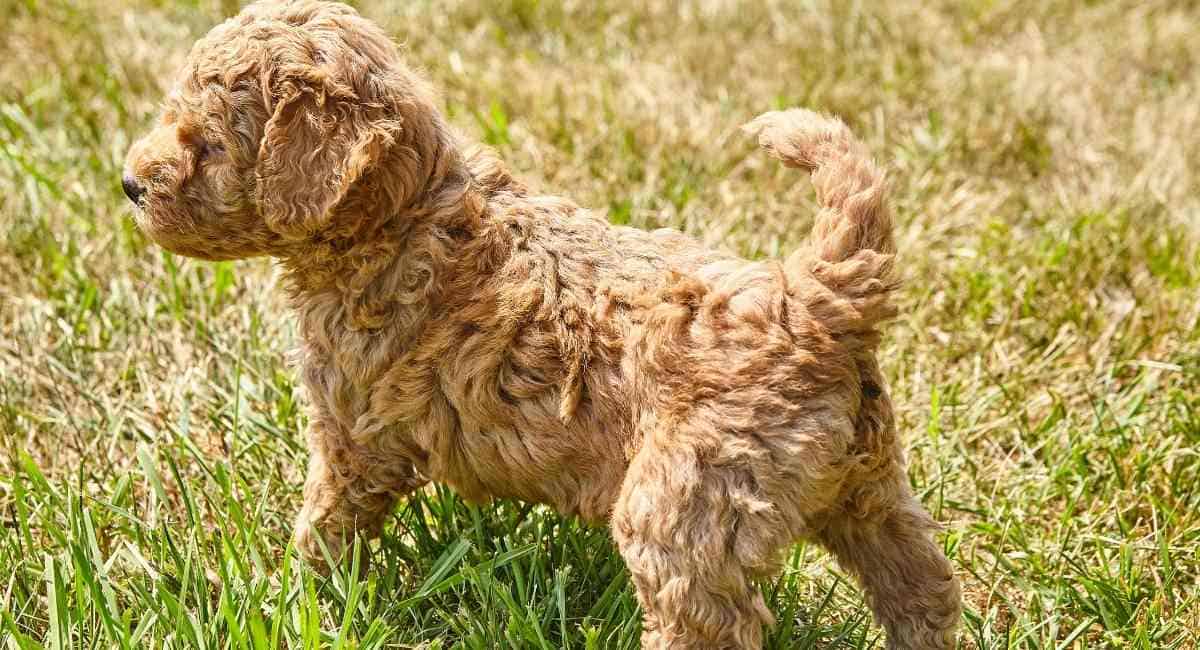 Goldendoodle-Puppy-Looking-Away-in-Lawn