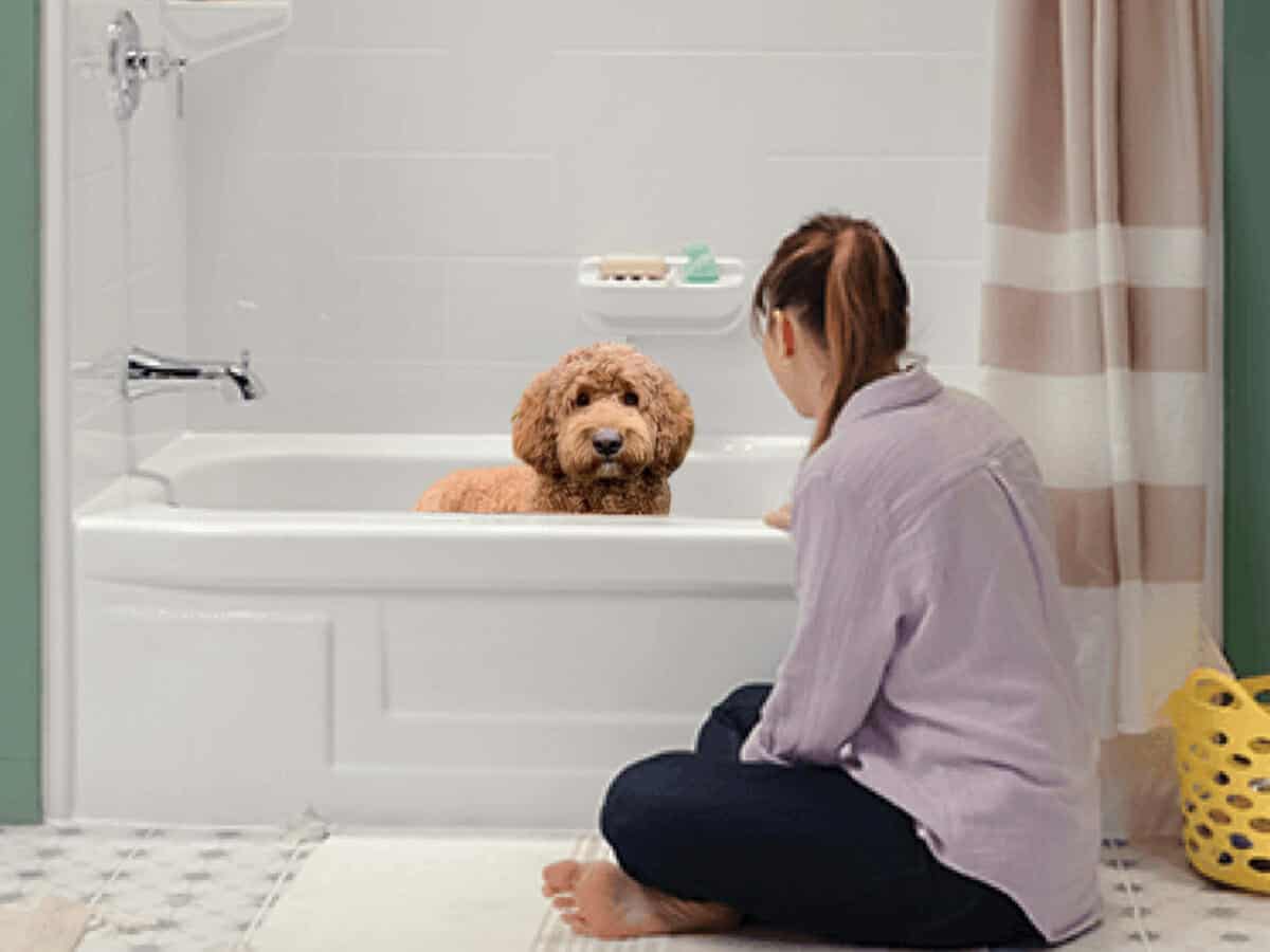 Goldendoodle-in-bathtub