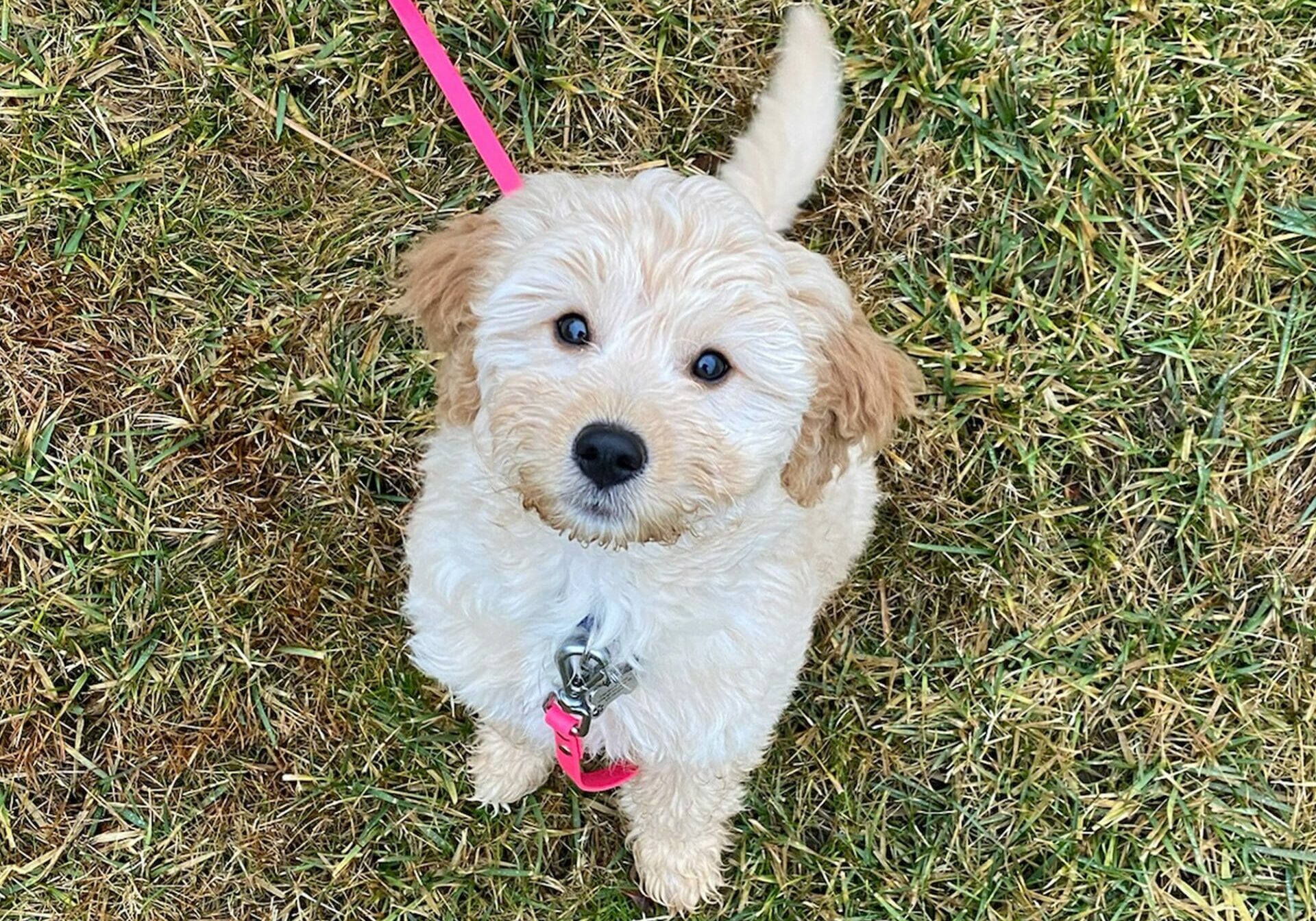 Potty training a Goldendoodle puppy