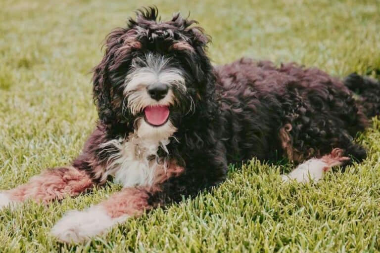 What Is An F1b Bernedoodle? Everything You Need To Know