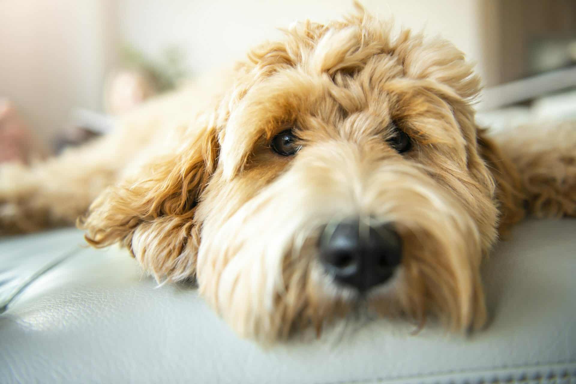 Labradoodle dog on the sofa