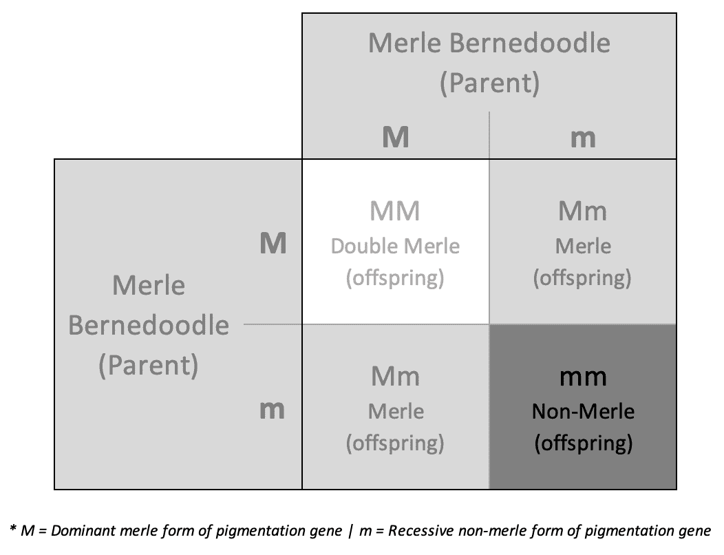 Merle-Bernedoodle-punnett-square