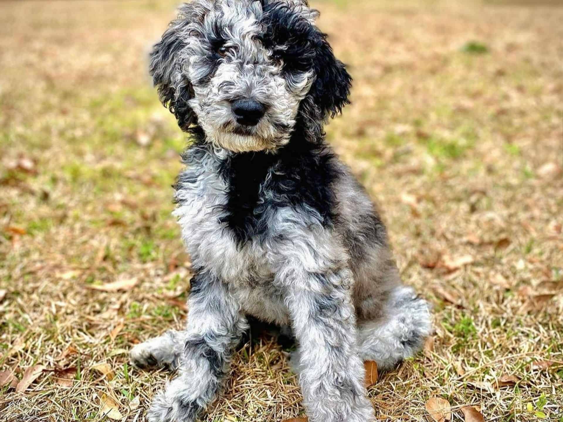 Merle Goldendoodle sitting upright