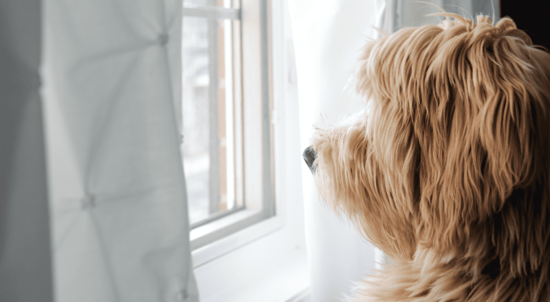 Doodle Dog Looking Out Window