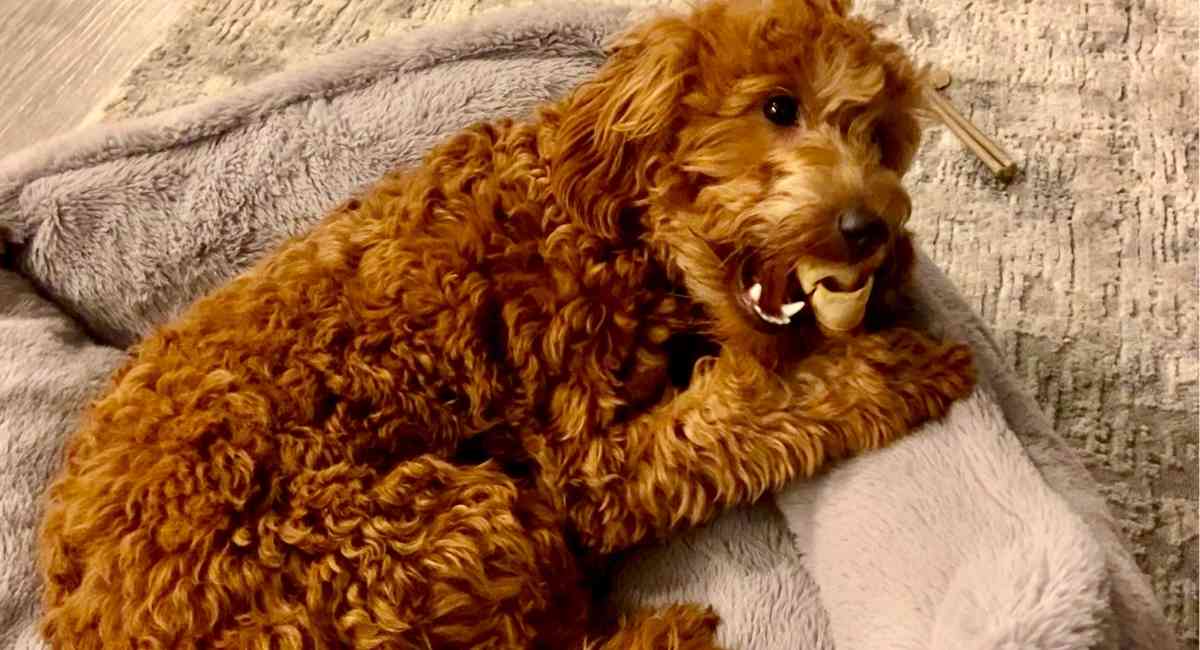 Apricot Goldendoodle chewing on bone