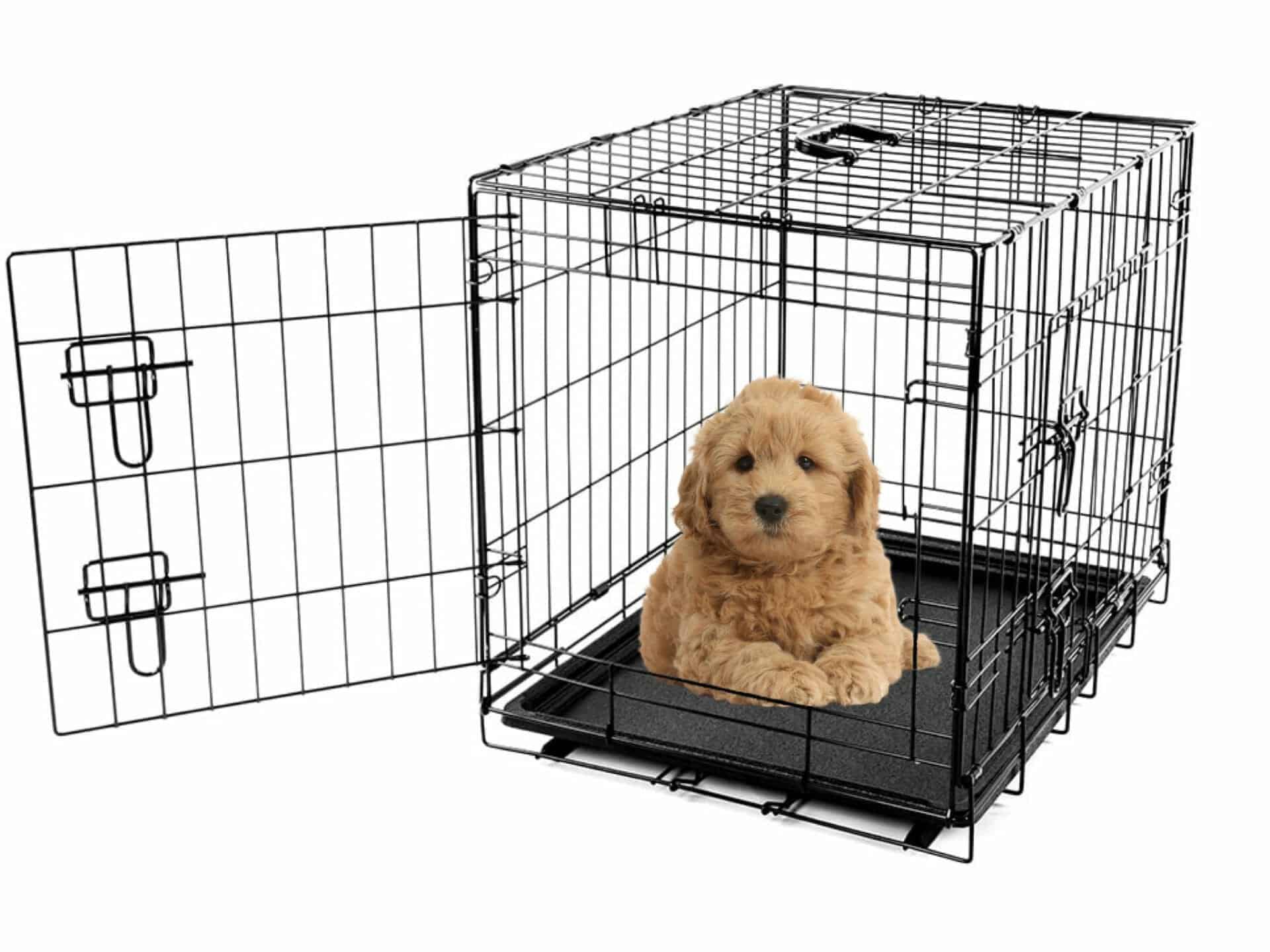 Crate training a Goldendoodle
