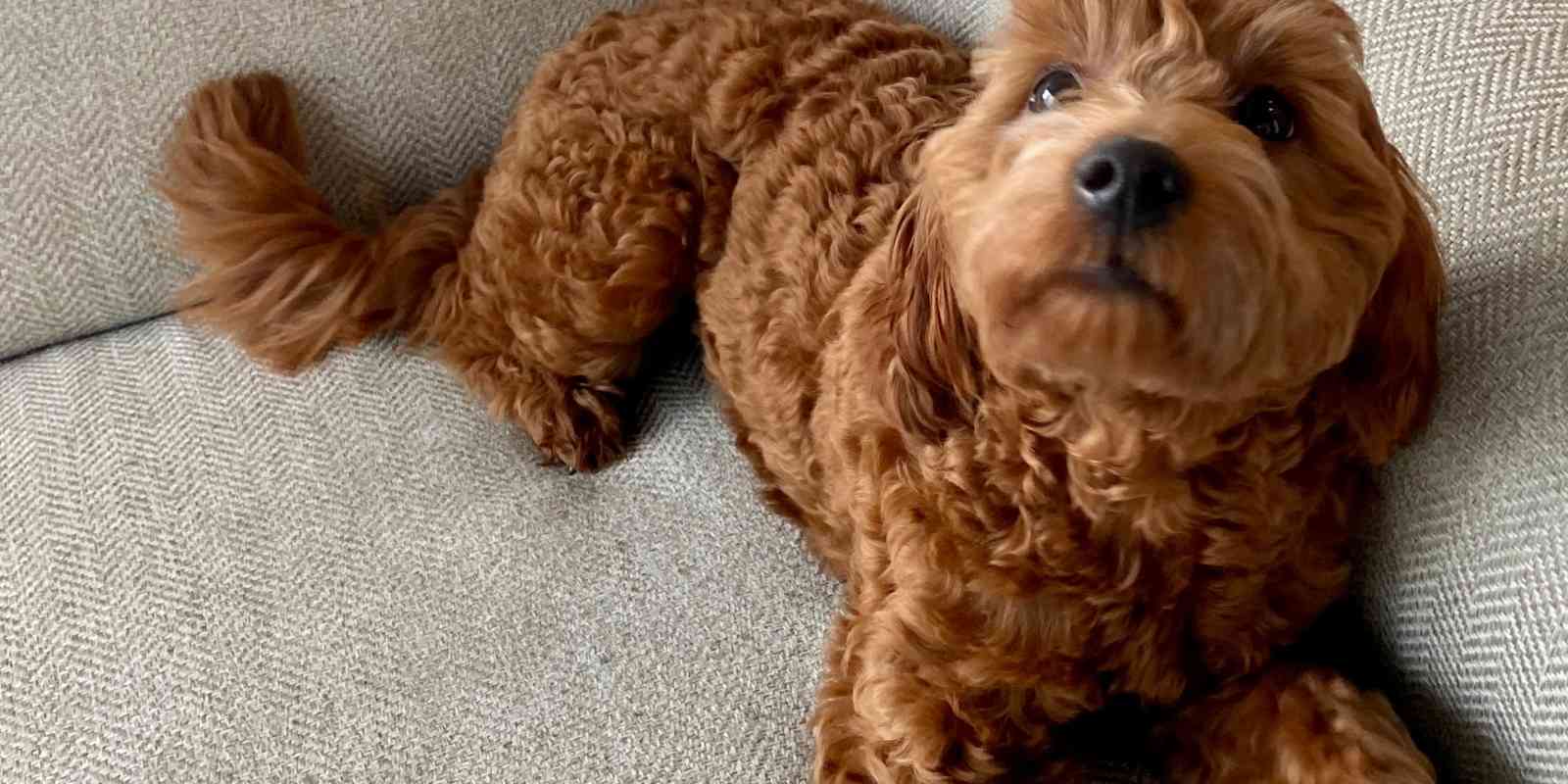 f1a-goldendoodle-sitting-on-couch