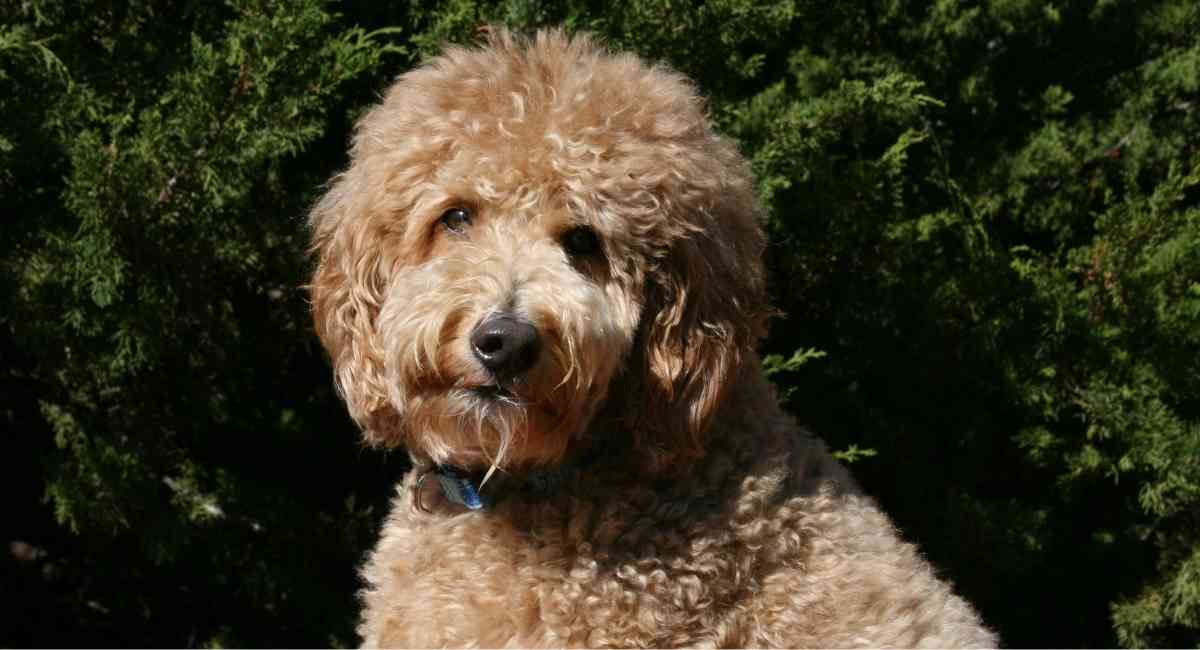 f1b-goldendoodle outside