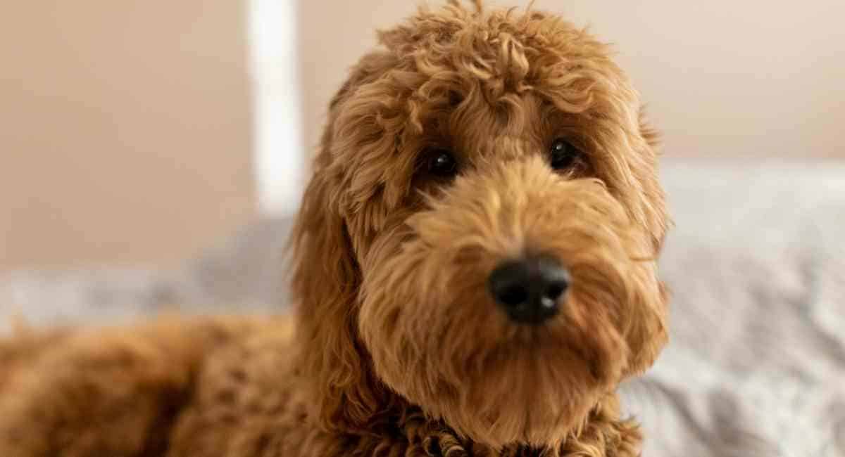 f2b-goldendoodle