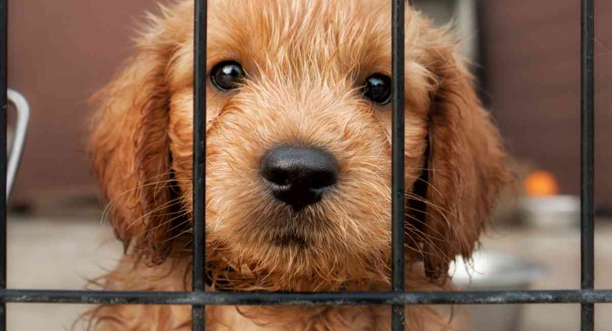 Goldendoodle puppy at adoption facility