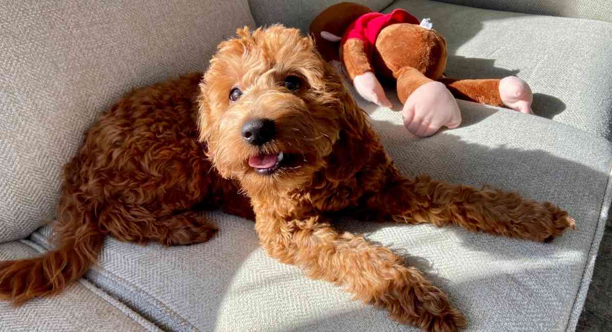 apricot-goldendoodle-sitting-on-couch