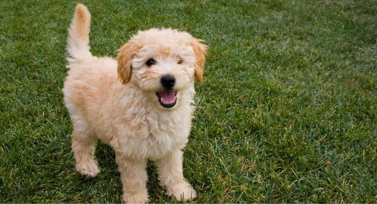 Goldendoodle puppy