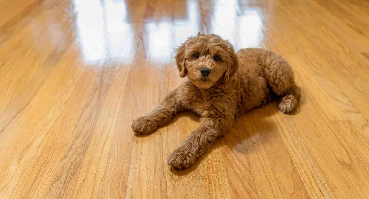 goldendoodle-on-hardwood