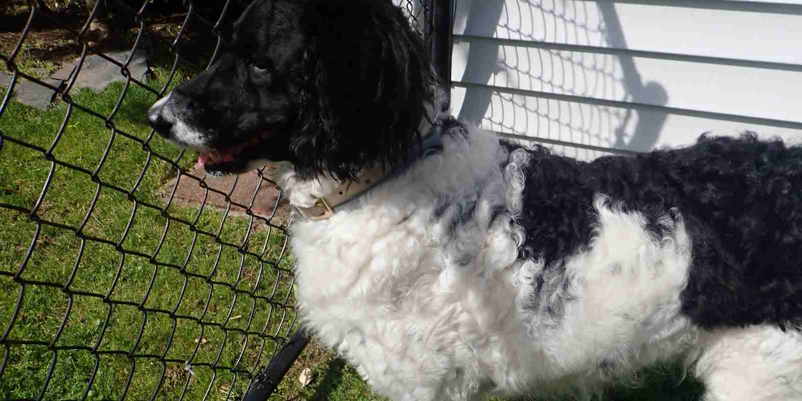 A black and white goldendoodle