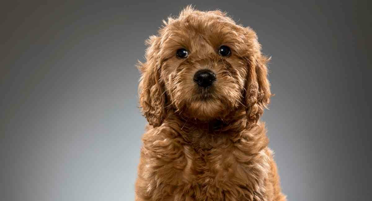 goldendoodle-dog