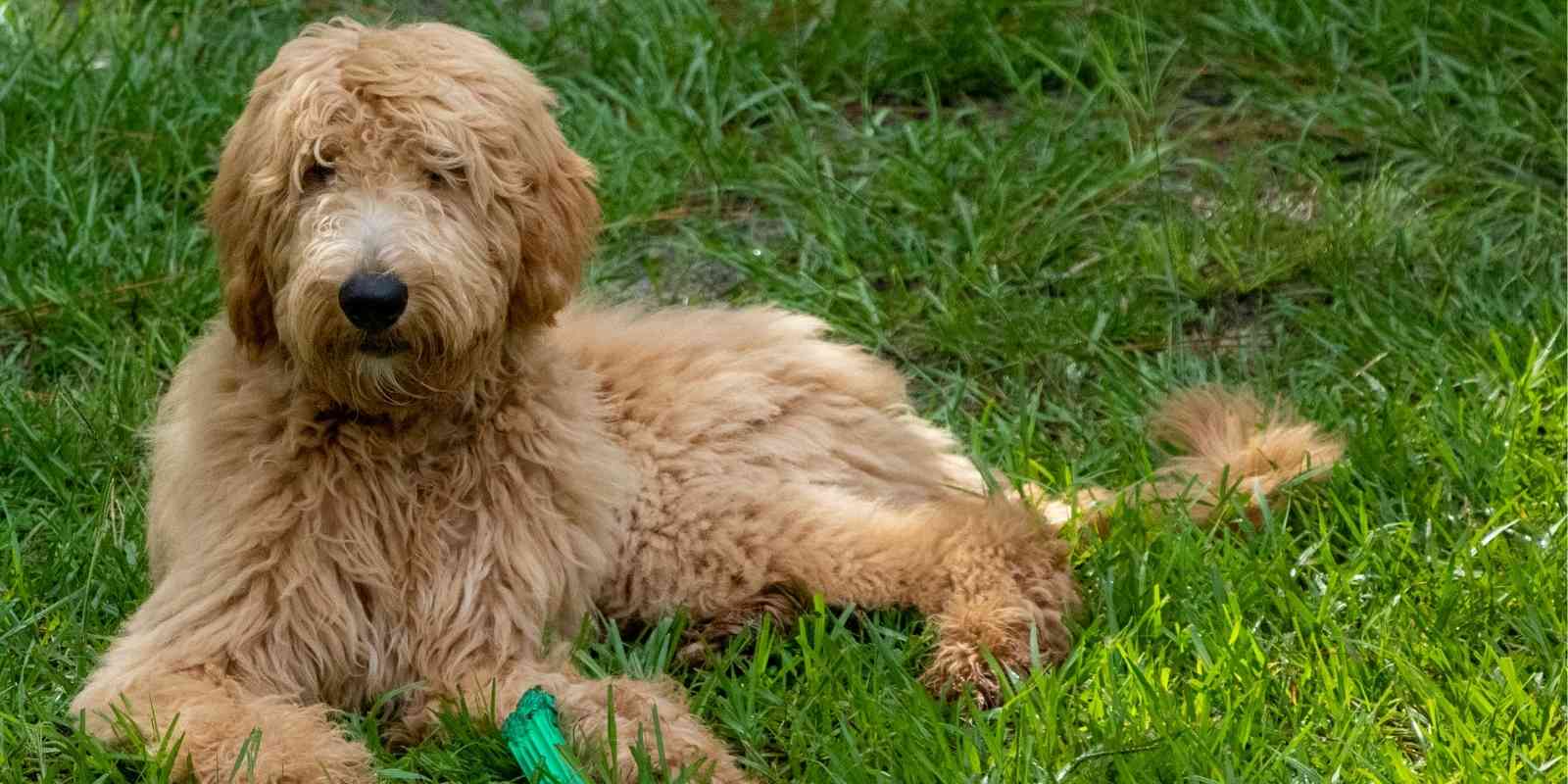 goldendoodle-in-the-grass-f1b-f2b