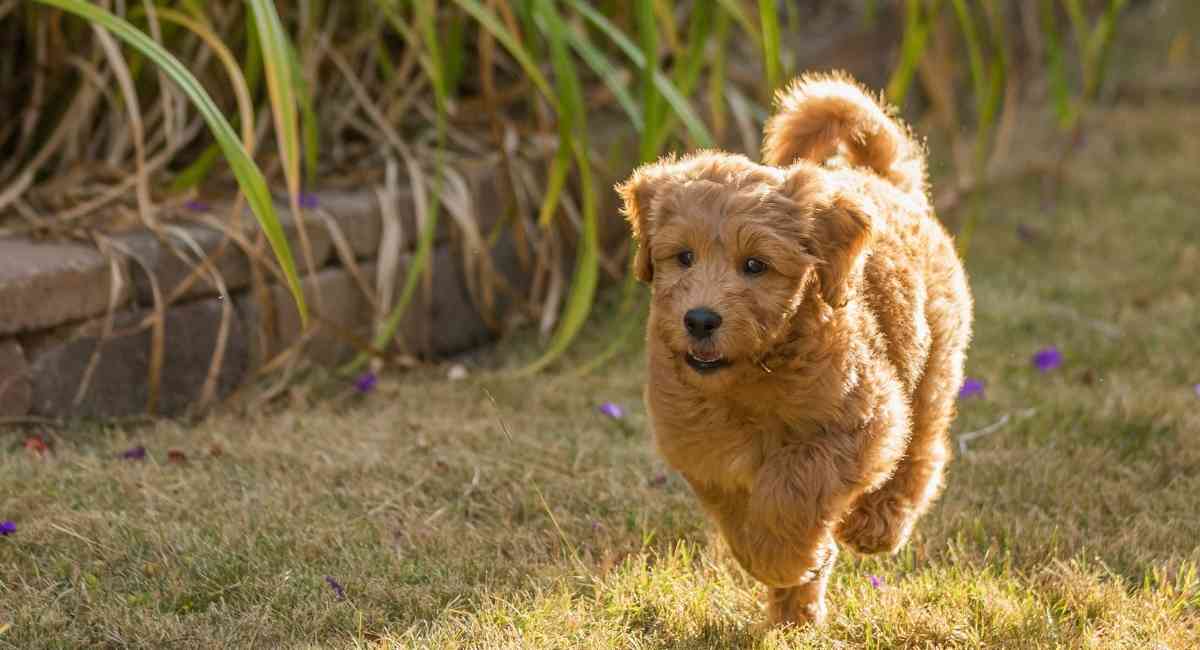 Goldendoodle playing on grass