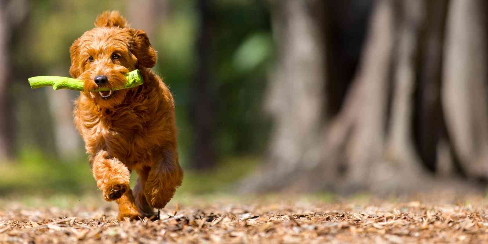 Photo of a goldendoodle running