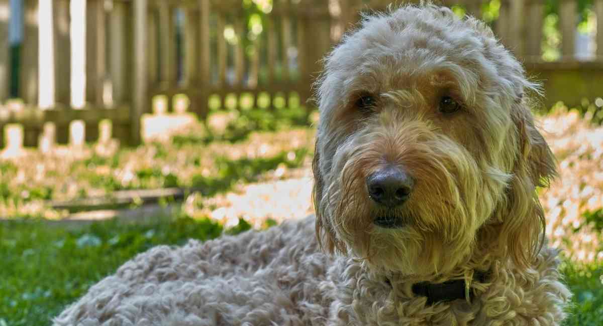 goldendoodle-shedding