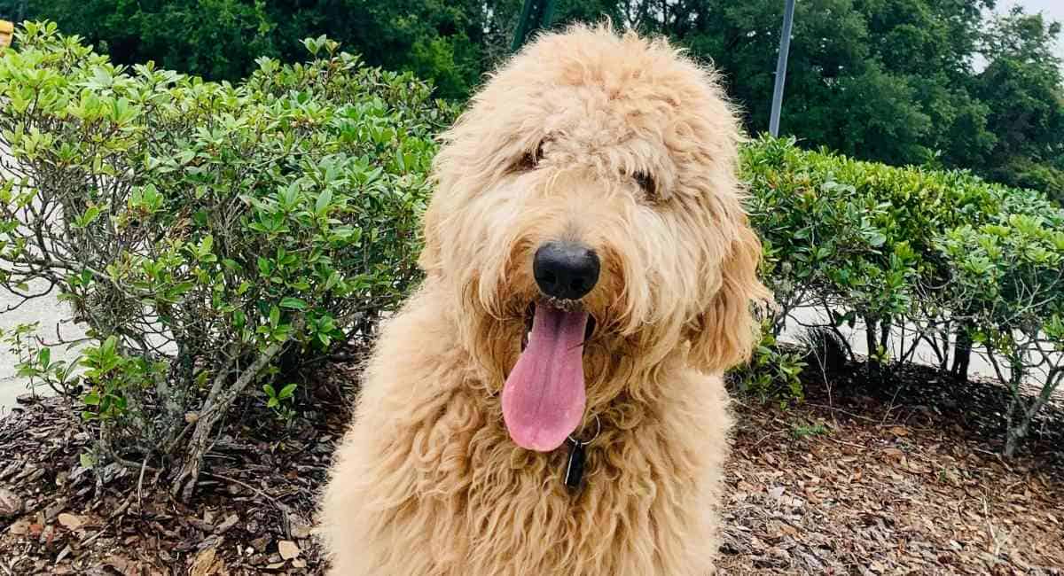 goldendoodle-showing-tongue