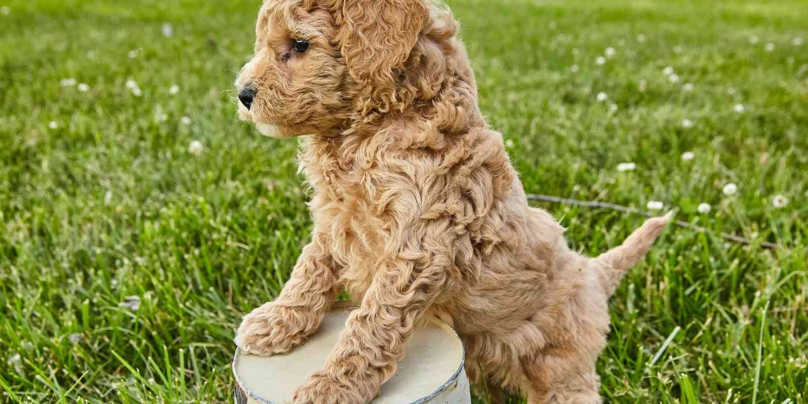 goldendoodle-standing