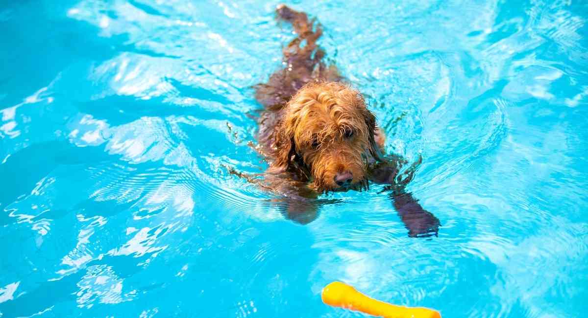 Goldendoodle swimming