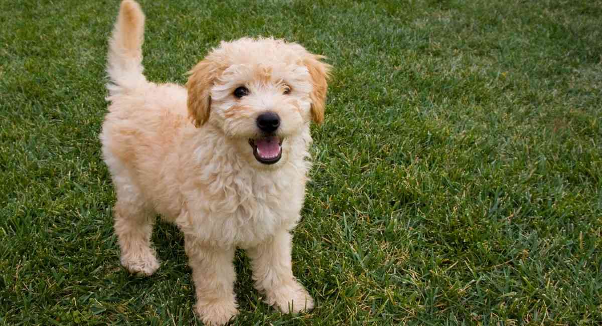 goldendoodle puppy