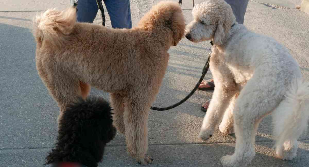 goldendoodles-f1a-also-known-as-f1