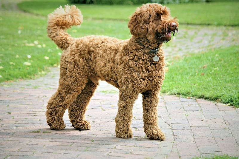 labradoodle-light-brown-facing-right