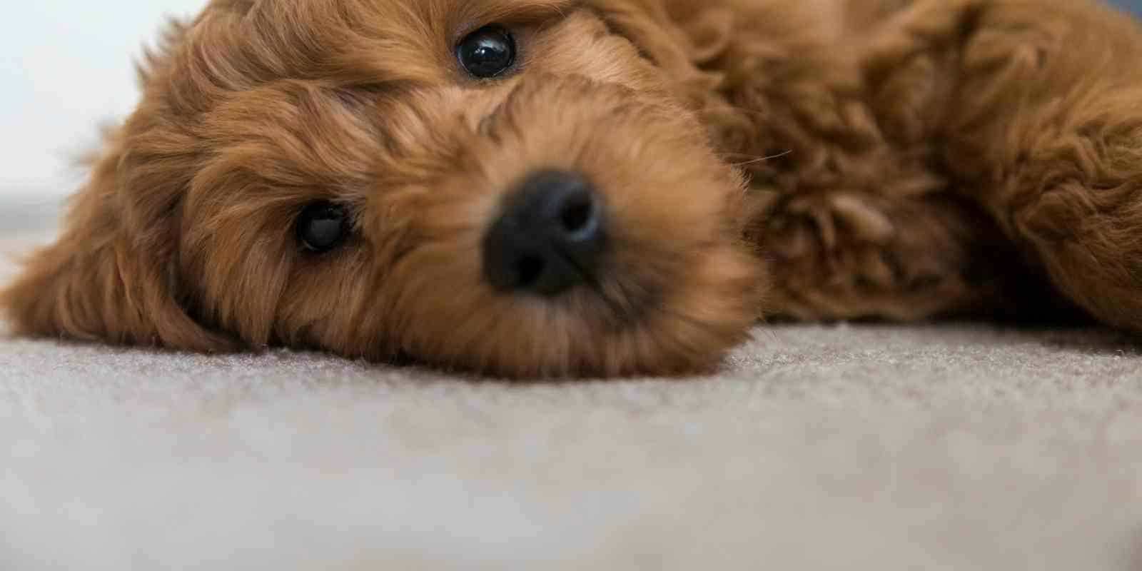 goldendoodle puppy pn its side