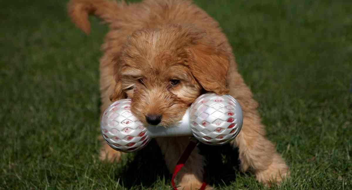 Goldendoodle puppy playing with toy