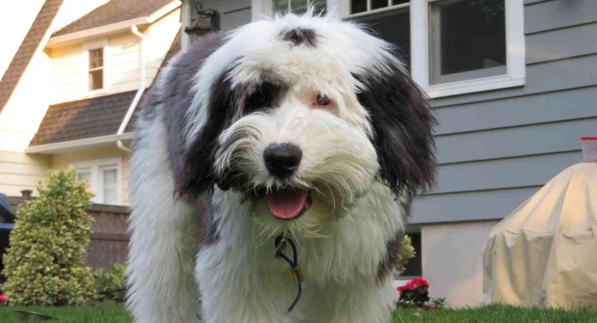 sheepadoodle