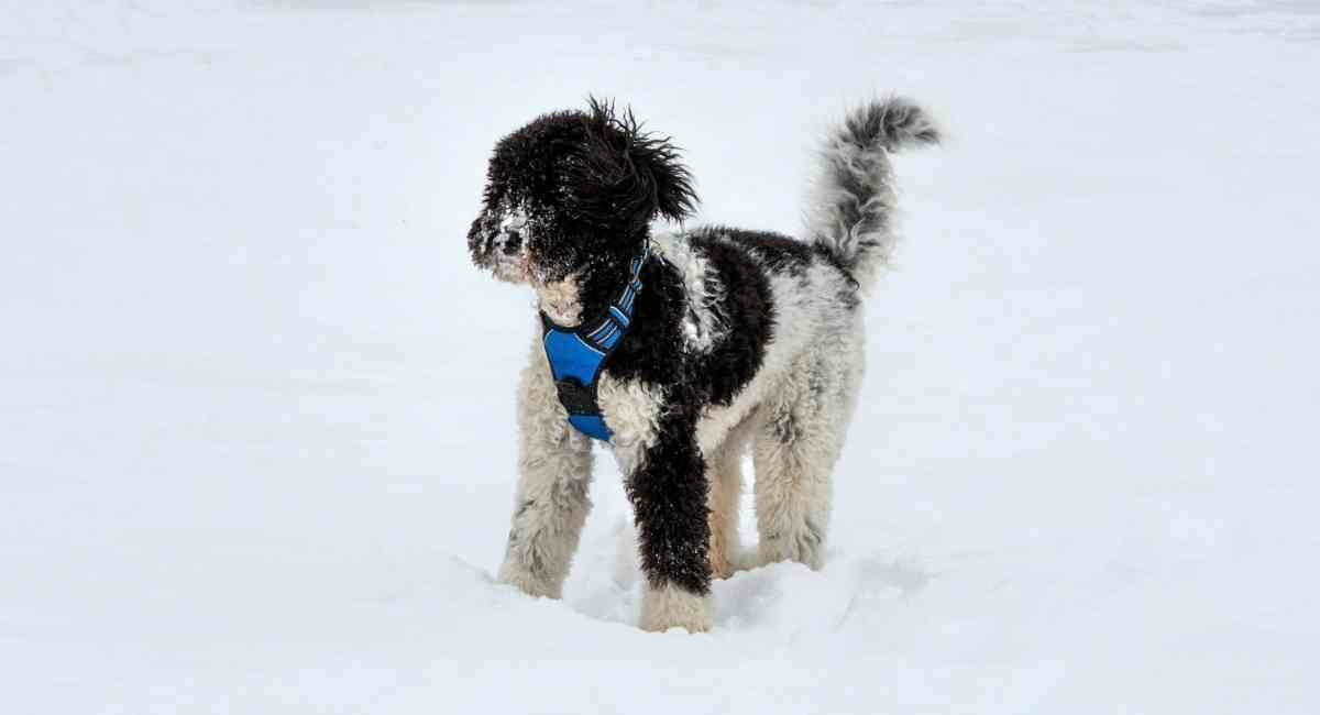 black and white goldendoodle playing in the snow