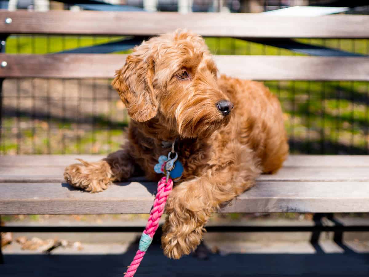 Brown doodle dog on park bench with pink leash