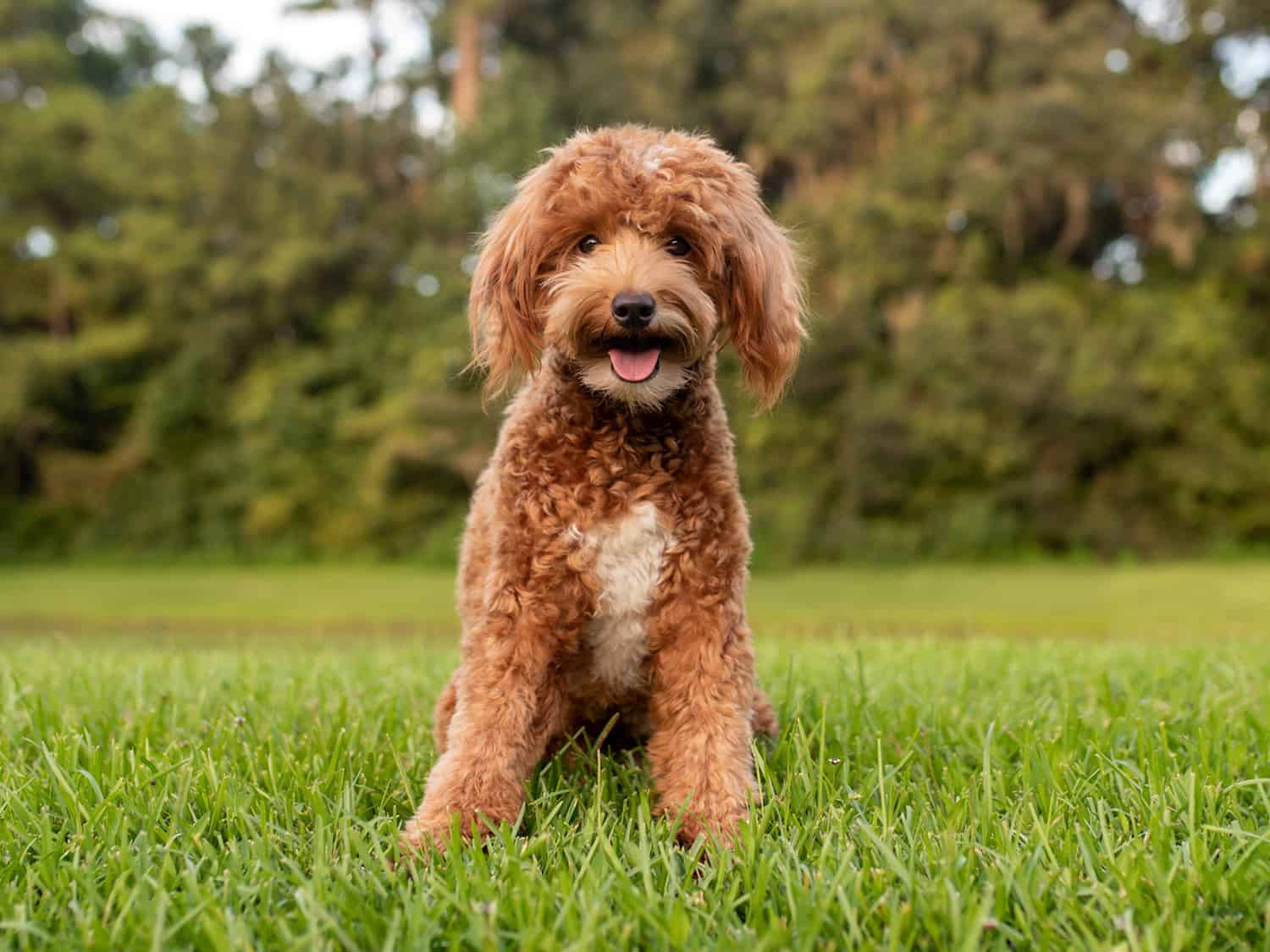 F1b Goldendoodle sitting on grass