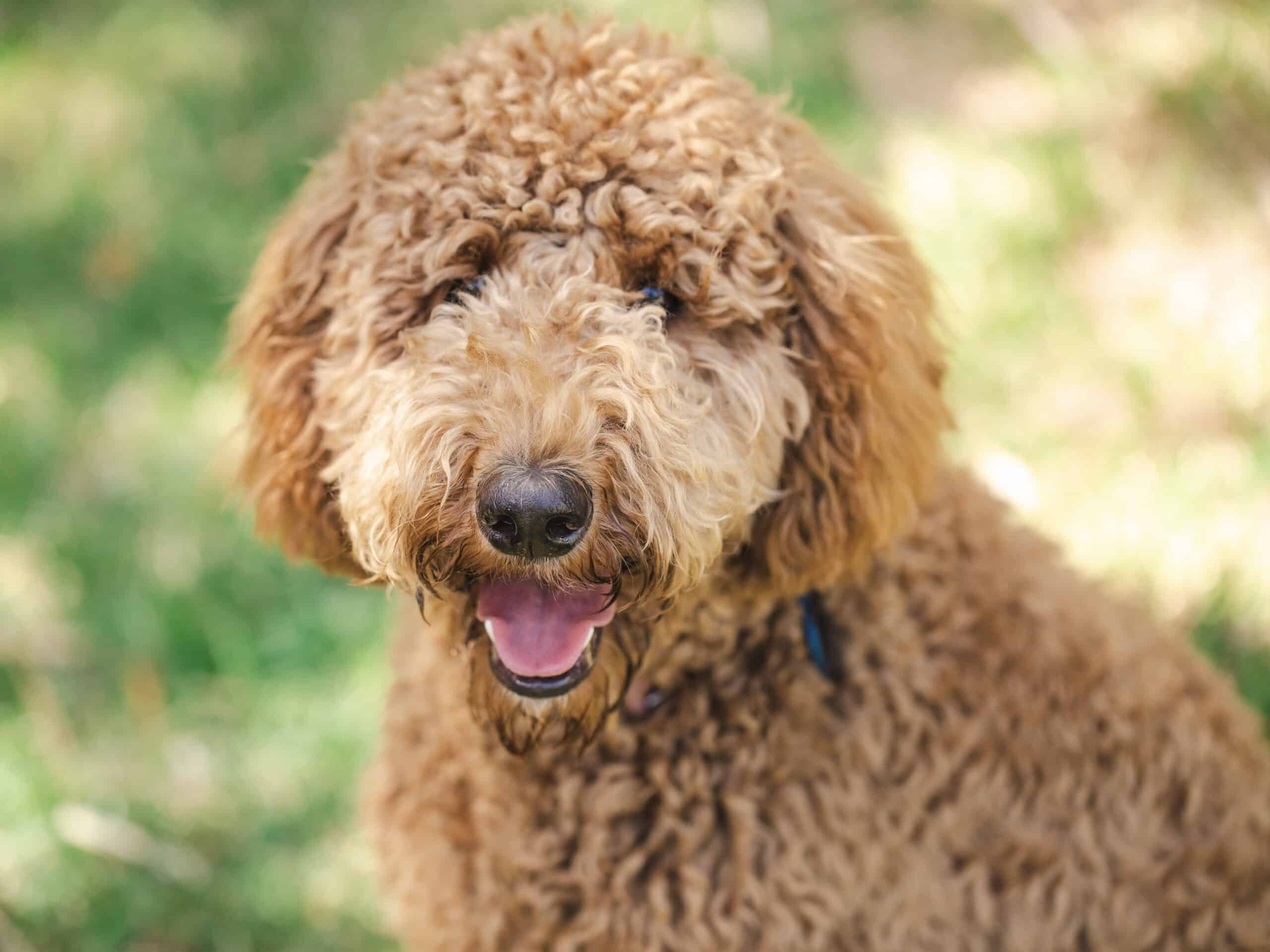 Goldendoodle-f2b