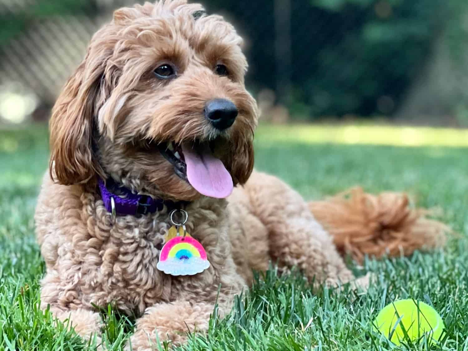 f1b mini goldendoodle sitting with tennis ball