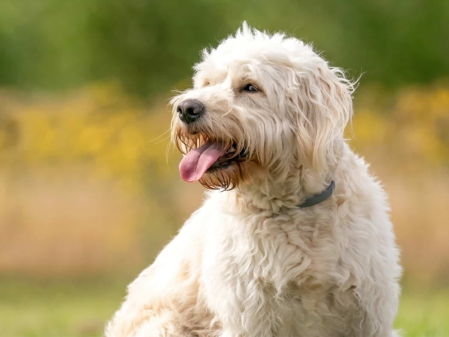 Labradoodle white sitting on grass with yellow flowers in background