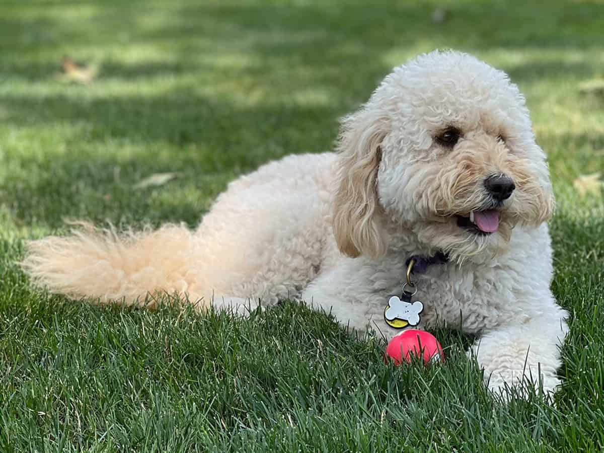 f2b-Goldendoodle lying in the grass