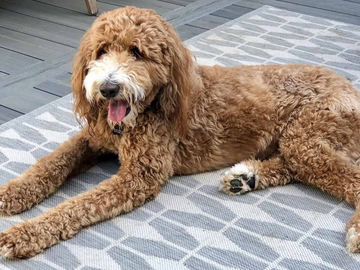 goldendoodle for adoption-brown and white